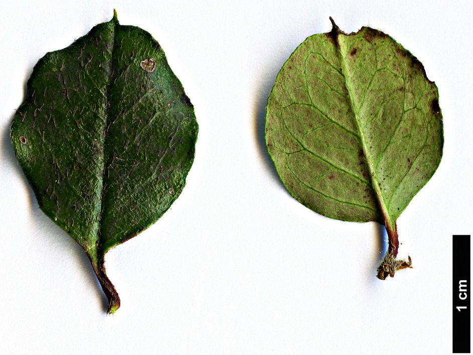 High resolution image: Family: Rosaceae - Genus: Cotoneaster - Taxon: encavei